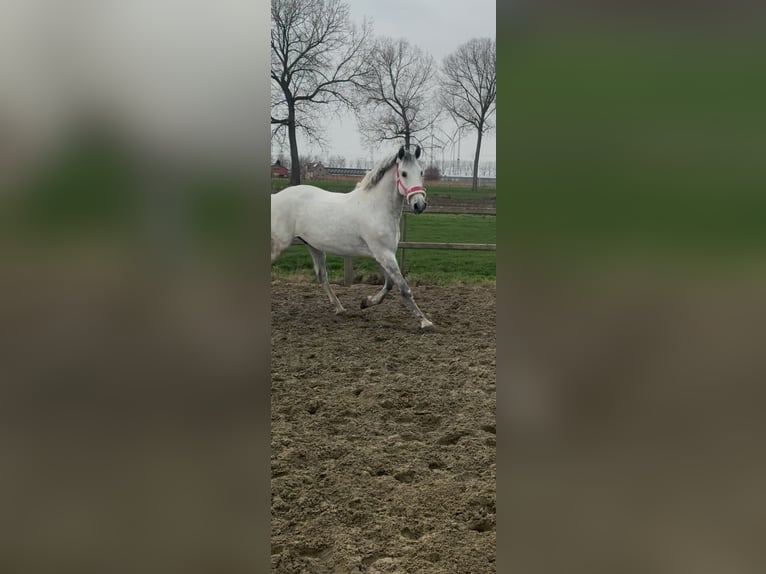 Otras razas Mestizo Caballo castrado 7 años 162 cm White/Blanco in Melsele
