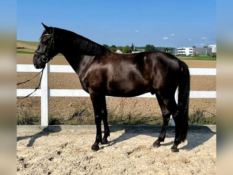 Otras razas Caballo castrado 7 años 163 cm Castaño oscuro in Allershausen