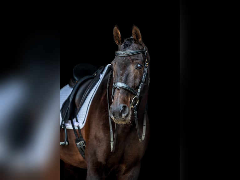 Otras razas Caballo castrado 7 años 163 cm Castaño oscuro in Ames