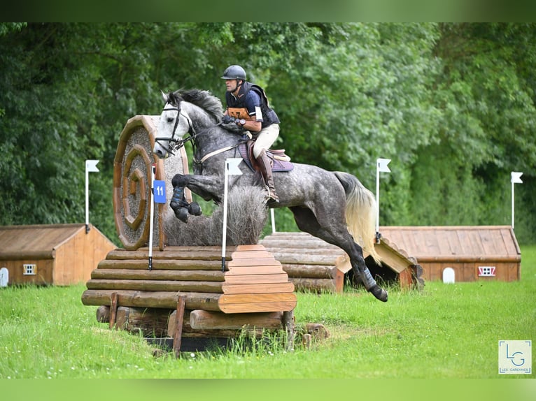 Otras razas Caballo castrado 7 años 166 cm Tordo picazo in BEAUPREAU EN MAUGES