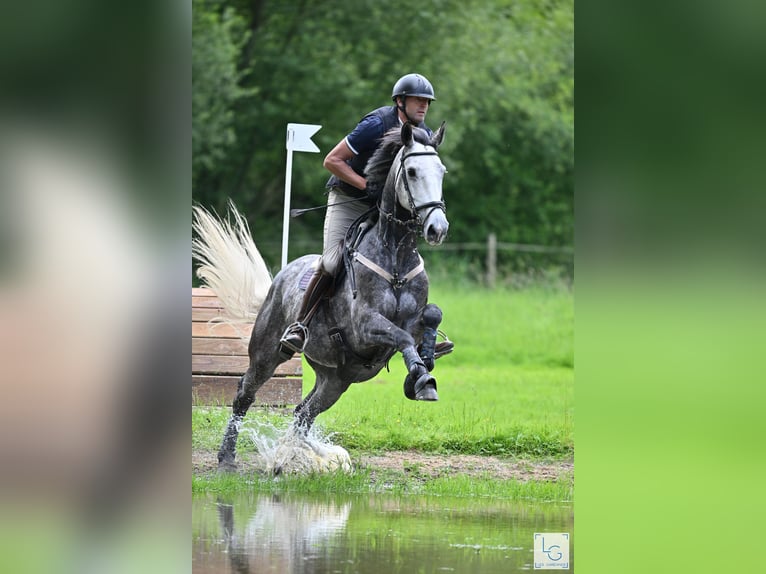 Otras razas Caballo castrado 7 años 166 cm Tordo picazo in BEAUPREAU EN MAUGES