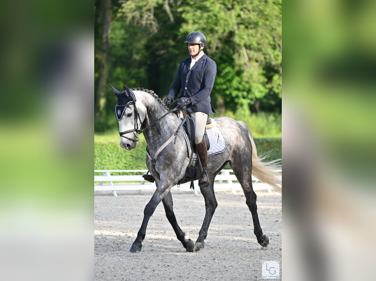 Otras razas Caballo castrado 7 años 166 cm Tordo picazo in BEAUPREAU EN MAUGES