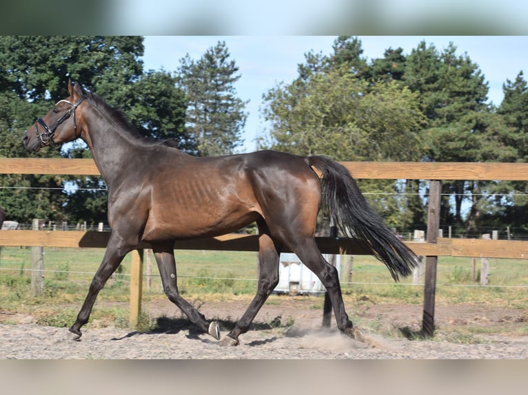 Otras razas Caballo castrado 7 años 170 cm Castaño oscuro in Achtmaal