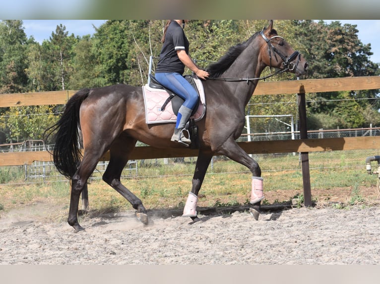 Otras razas Caballo castrado 7 años 170 cm Castaño oscuro in Achtmaal