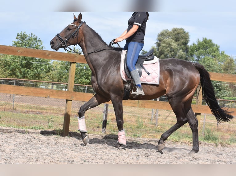 Otras razas Caballo castrado 7 años 170 cm Castaño oscuro in Achtmaal