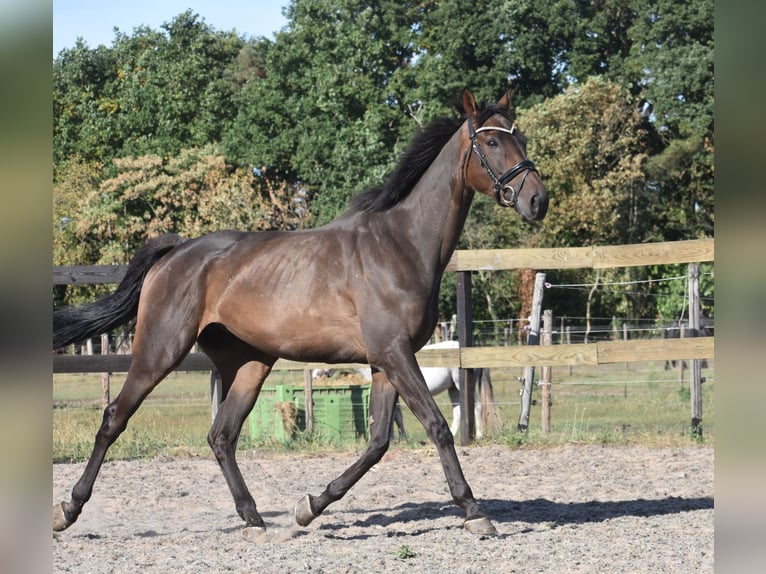 Otras razas Caballo castrado 7 años 170 cm Castaño oscuro in Achtmaal