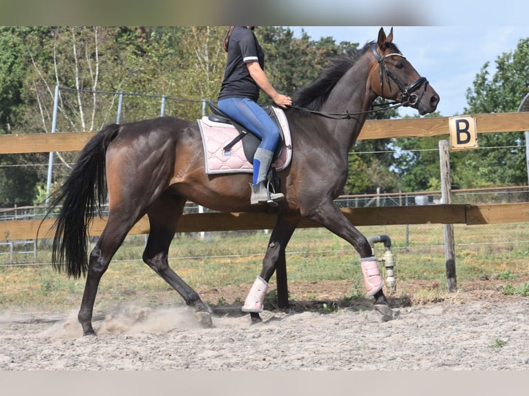 Otras razas Caballo castrado 7 años 170 cm Castaño oscuro in Achtmaal