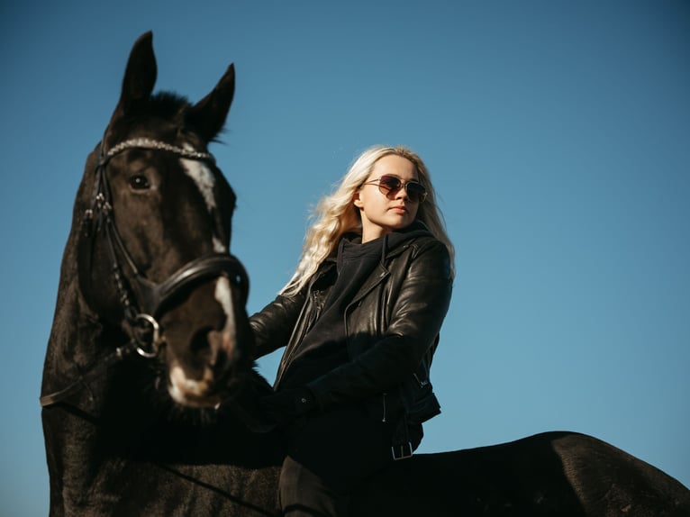 Otras razas Caballo castrado 7 años 170 cm Negro in Dziarno