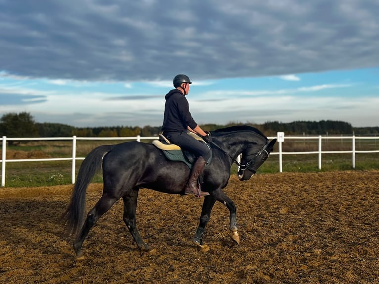 Otras razas Caballo castrado 7 años 170 cm Negro in Dziarno
