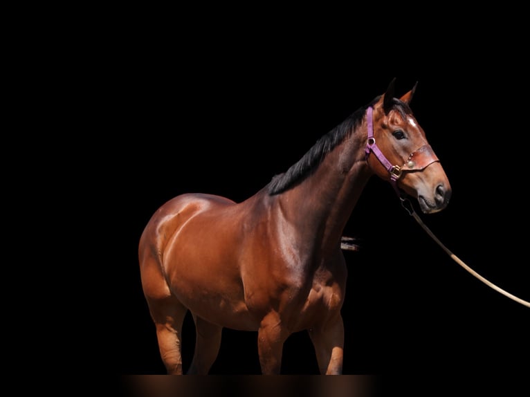 Otras razas Caballo castrado 7 años Castaño rojizo in Fort Collins