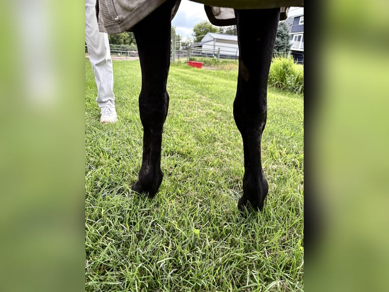 Otras razas Caballo castrado 7 años Negro in Rochester