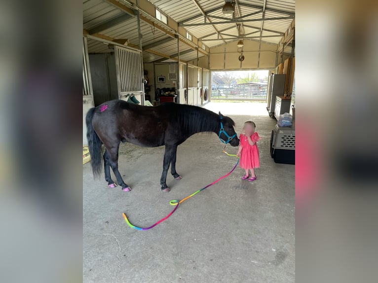 Otras razas Caballo castrado 7 años Negro in Rochester