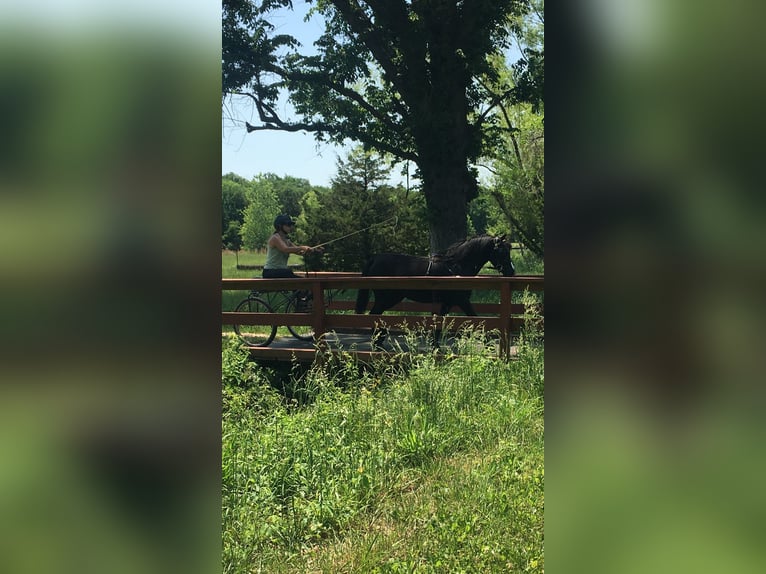 Otras razas Caballo castrado 7 años Negro in Rochester