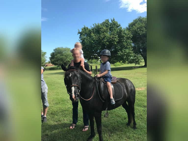 Otras razas Caballo castrado 7 años Negro in Rochester