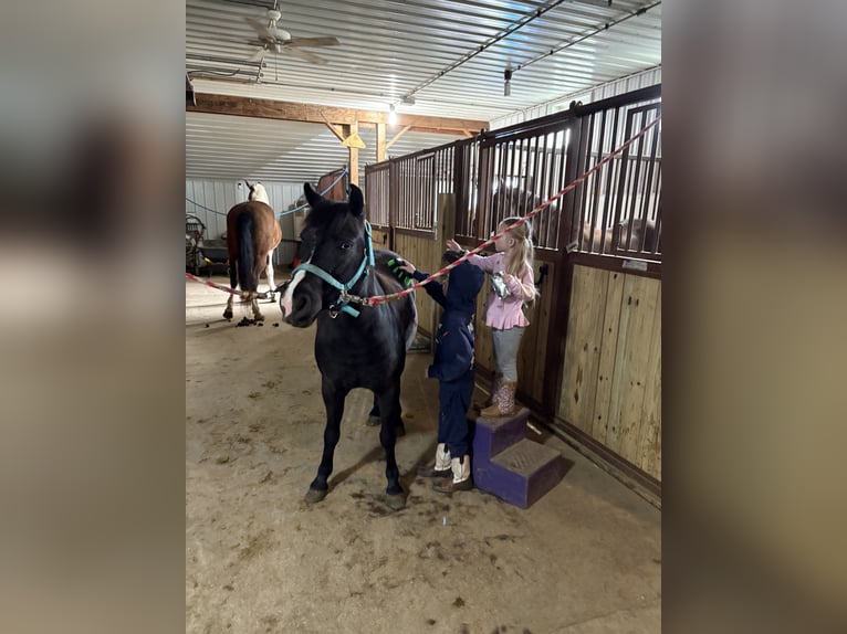 Otras razas Caballo castrado 7 años Negro in Rochester