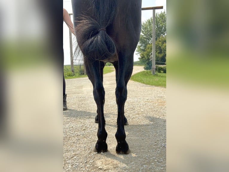 Otras razas Caballo castrado 7 años Negro in Rochester
