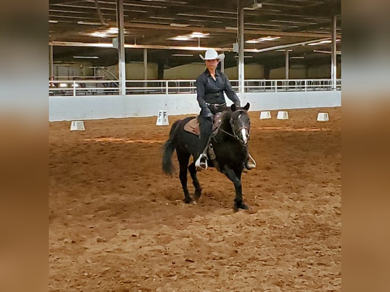 Otras razas Caballo castrado 7 años Negro in Rochester
