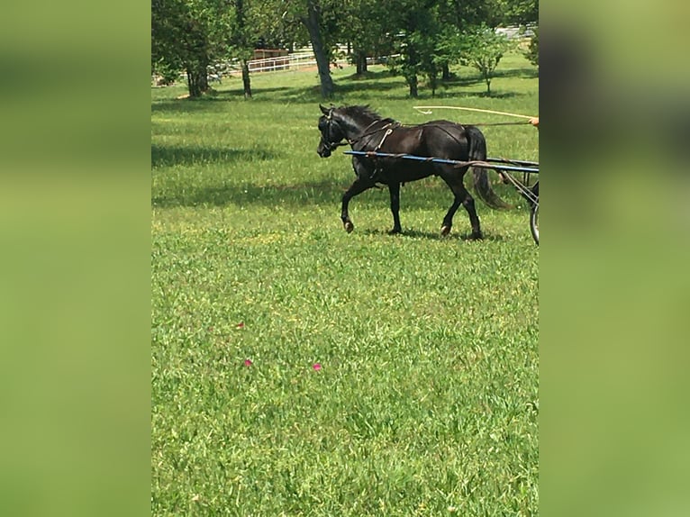 Otras razas Caballo castrado 7 años Negro in Rochester