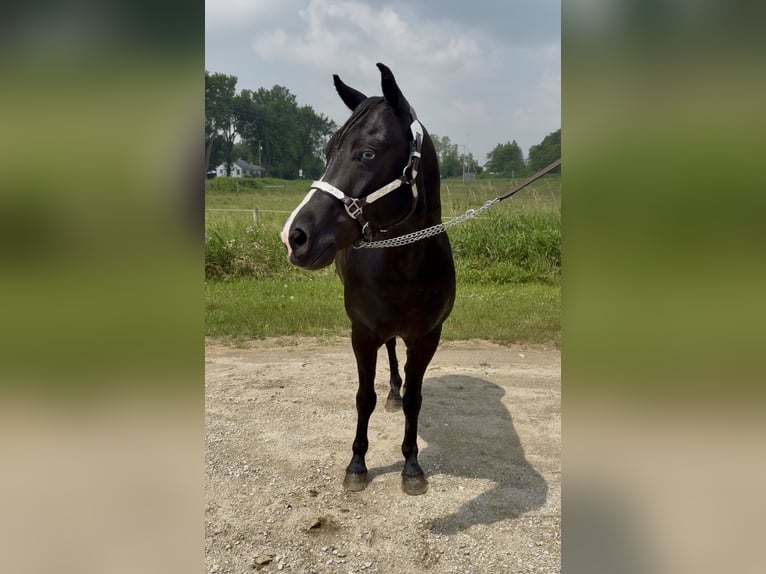 Otras razas Caballo castrado 7 años Negro in Rochester Otras razas Caballo castrado 7 años Negro in Rochester
