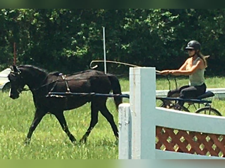 Otras razas Caballo castrado 7 años Negro in Rochester Otras razas Caballo castrado 7 años Negro in Rochester