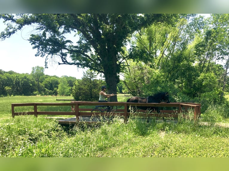 Otras razas Caballo castrado 7 años Negro in Rochester Otras razas Caballo castrado 7 años Negro in Rochester