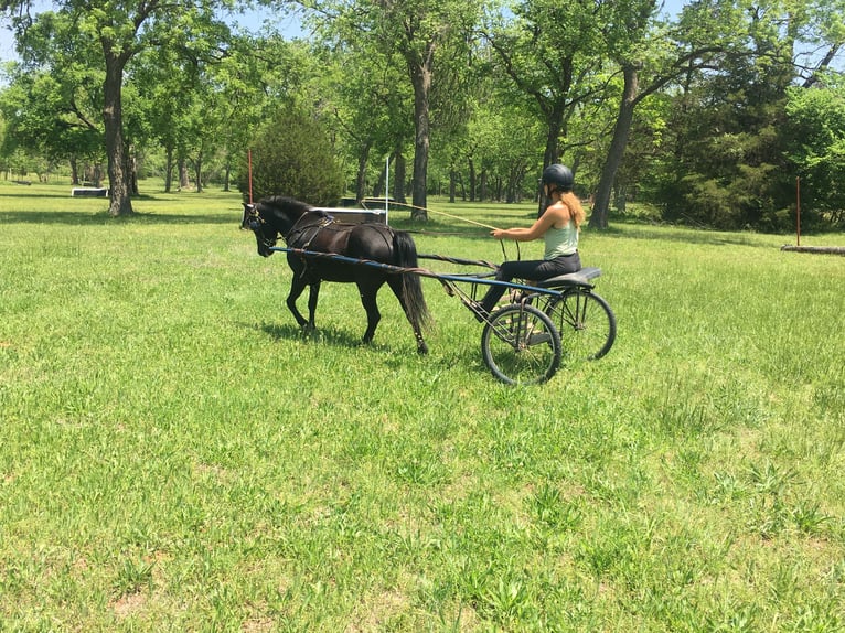 Otras razas Caballo castrado 7 años Negro in Rochester Otras razas Caballo castrado 7 años Negro in Rochester