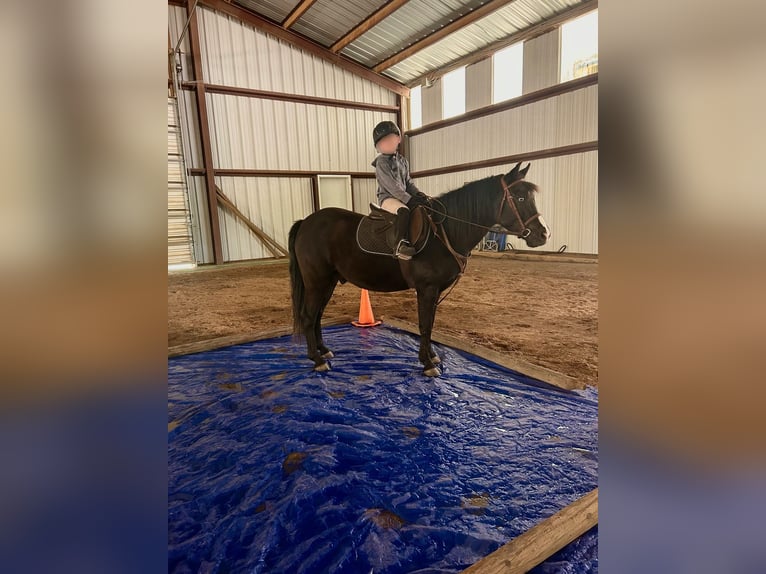 Otras razas Caballo castrado 7 años Negro in Rochester Otras razas Caballo castrado 7 años Negro in Rochester