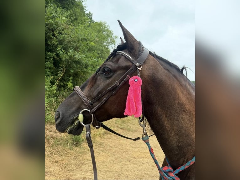 Otras razas Caballo castrado 8 años 115 cm Morcillo in Pau