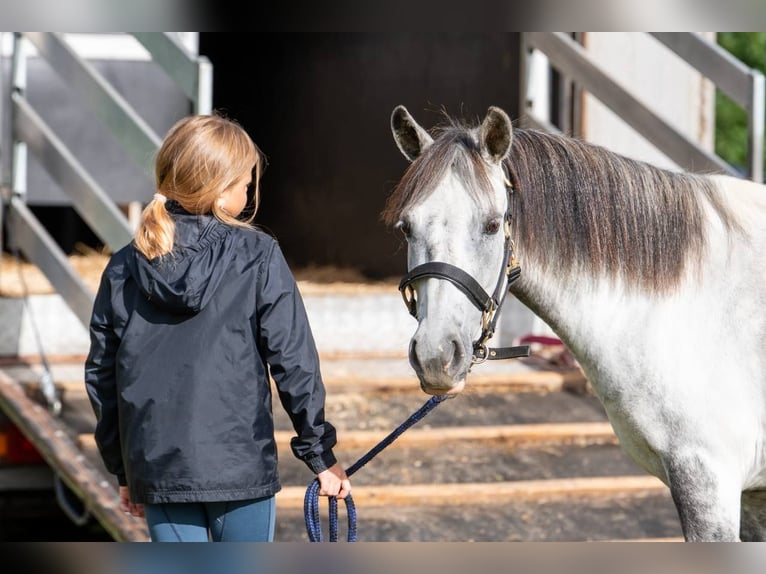 Otras razas Mestizo Caballo castrado 8 años 123 cm Tordillo negro in Saldus