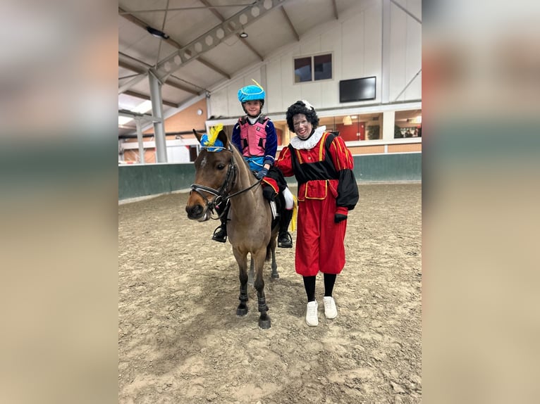 Otras razas Caballo castrado 8 años 129 cm Castaño in Harlingen