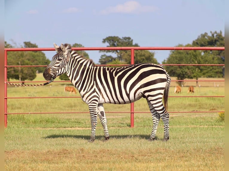 Otras razas Caballo castrado 8 años 132 cm in Grand Saline