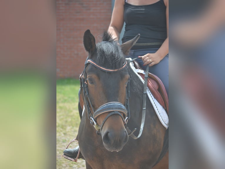 Otras razas Caballo castrado 8 años 140 cm Castaño in Breda
