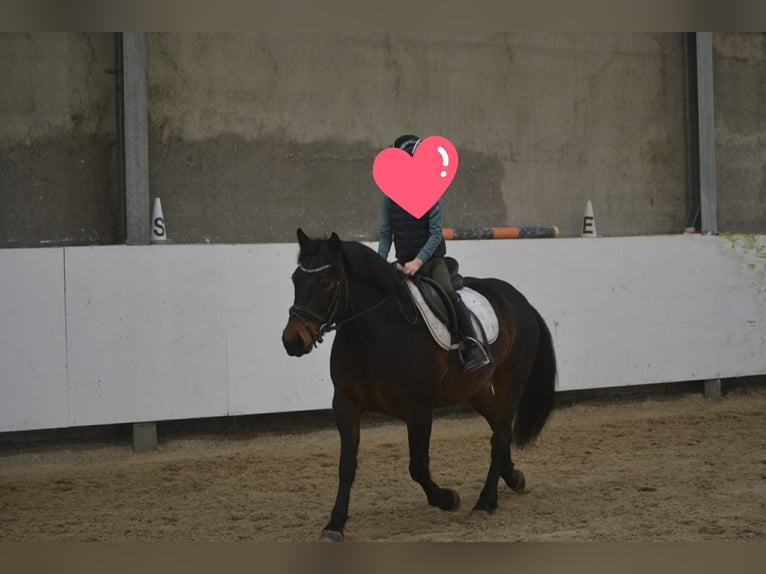 Otras razas Caballo castrado 8 años 140 cm Castaño in Breda