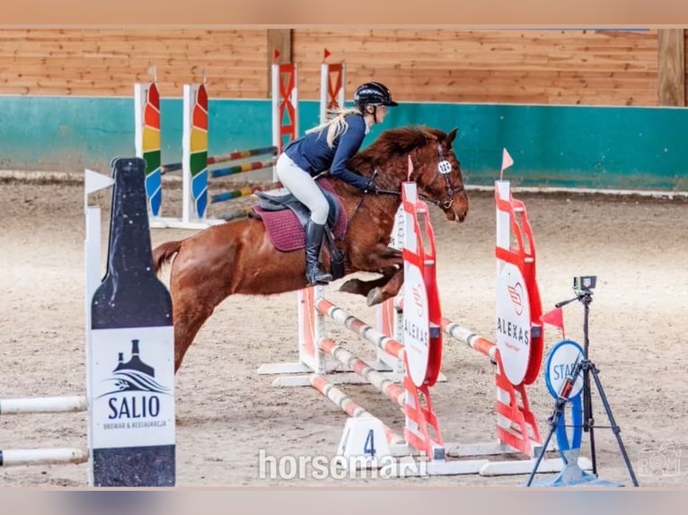 Otras razas Caballo castrado 8 años 142 cm Alazán-tostado in Poland