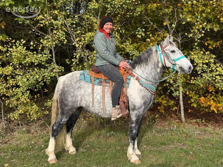 Otras razas Caballo castrado 8 años 142 cm Tordo rodado in Linkenbach