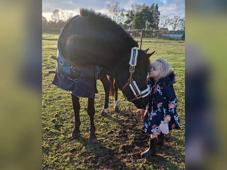 Otras razas Mestizo Caballo castrado 8 años 143 cm Tordillo negro in Genk