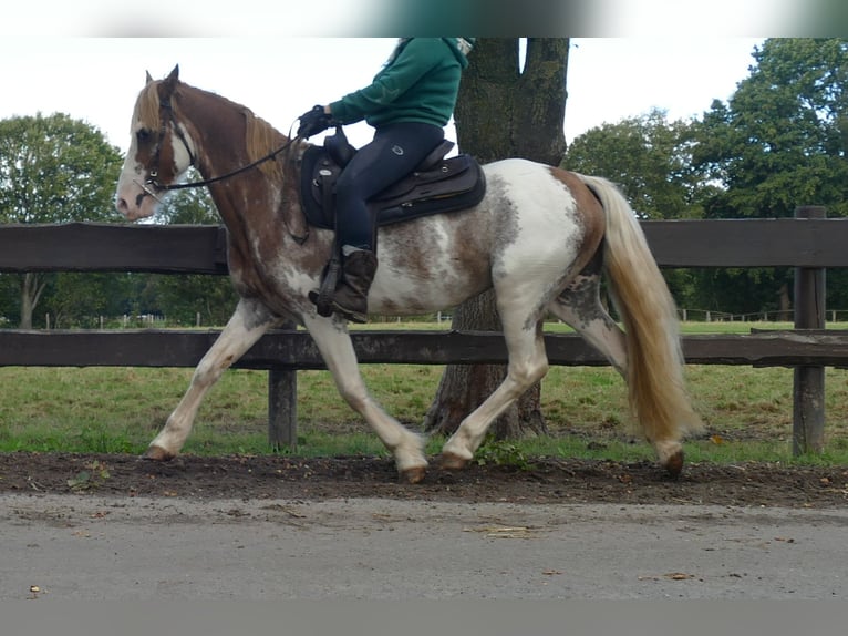 Otras razas Caballo castrado 8 años 145 cm Overo-todas las-capas in Lathen