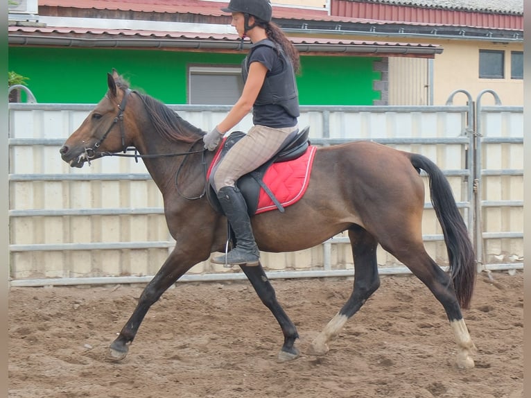 Otras razas Caballo castrado 8 años 148 cm Castaño oscuro in Buttstädt