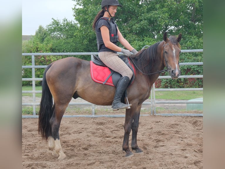 Otras razas Caballo castrado 8 años 148 cm Castaño oscuro in Buttstädt
