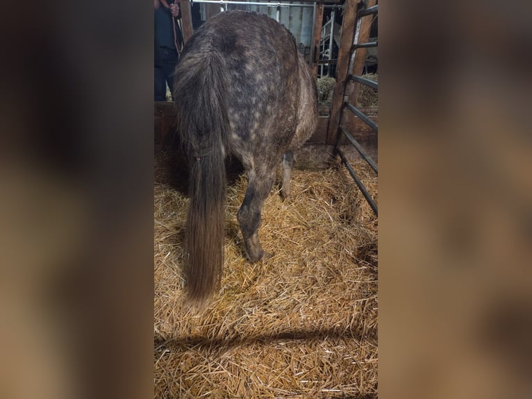Otras razas Mestizo Caballo castrado 8 años 149 cm Tordo rodado in Mönchberg