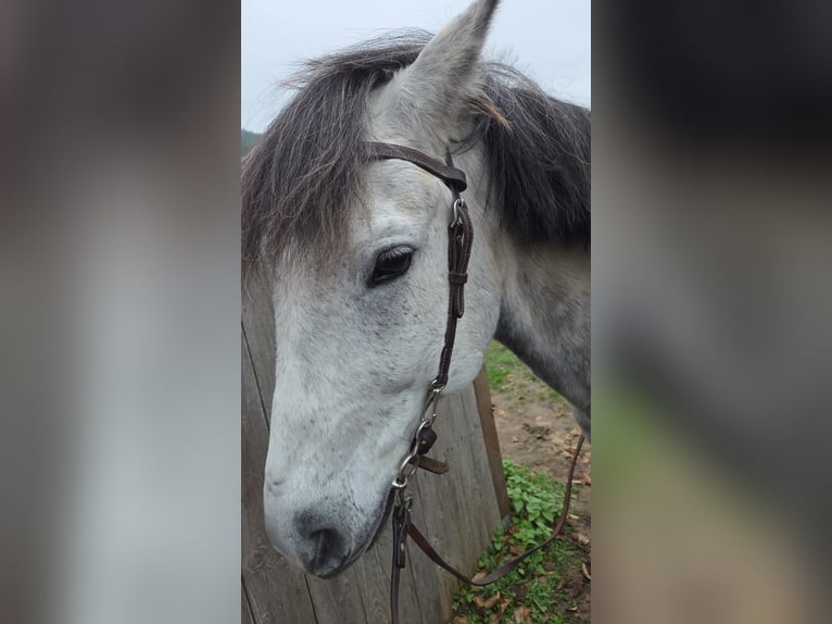 Otras razas Mestizo Caballo castrado 8 años 149 cm Tordo rodado in Mönchberg