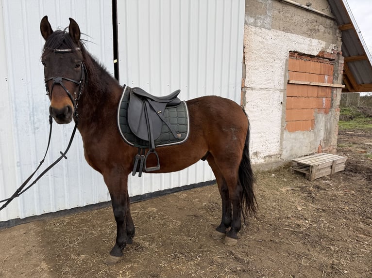 Otras razas Caballo castrado 8 años 150 cm Castaño in Groß Quenstedt