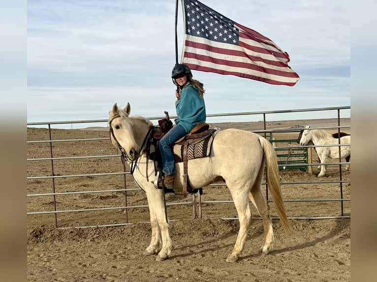 Otras razas Caballo castrado 8 años 152 cm Palomino in Fort Collins, CO