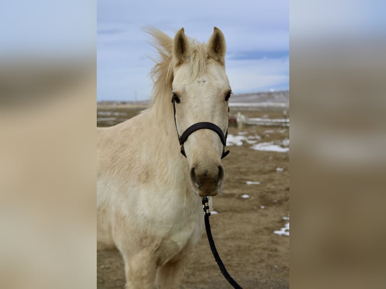 Otras razas Caballo castrado 8 años 152 cm Palomino in Fort Collins, CO