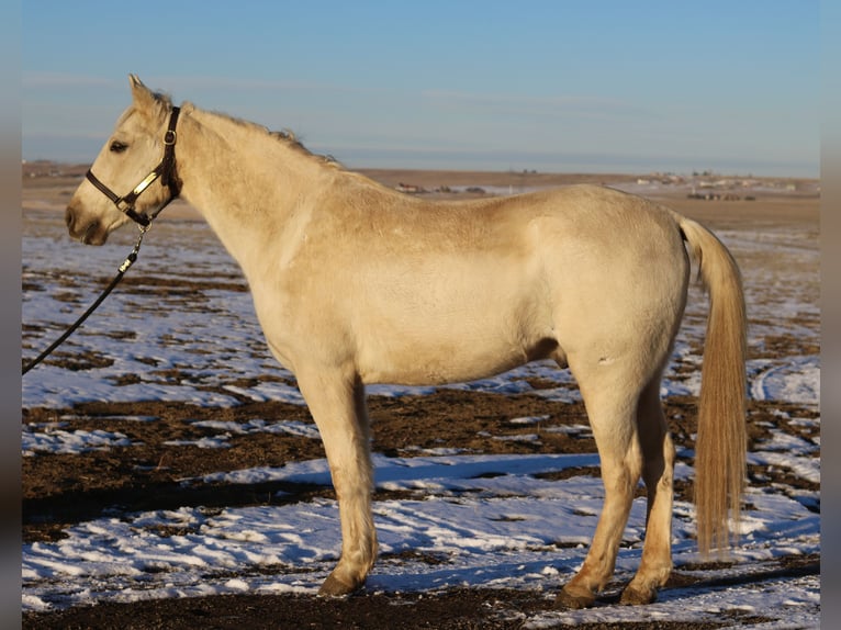 Otras razas Caballo castrado 8 años 152 cm Palomino in Fort Collins, CO