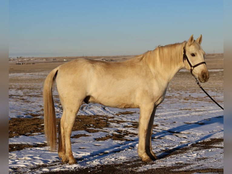 Otras razas Caballo castrado 8 años 152 cm Palomino in Fort Collins, CO