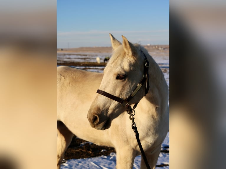 Otras razas Caballo castrado 8 años 152 cm Palomino in Fort Collins, CO