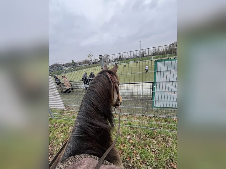 Otras razas Caballo castrado 8 años 153 cm Buckskin/Bayo in Niederkr&#xFC;chten