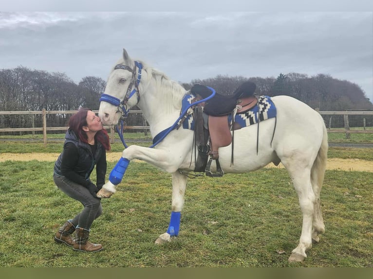 Otras razas Caballo castrado 8 años 153 cm Cremello in Linkenbach