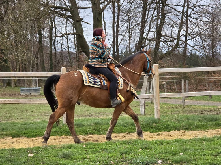 Otras razas Caballo castrado 8 años 157 cm Castaño in Linkenbach